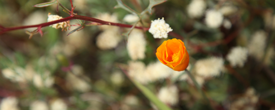 California poppy at UCSC Arboretum